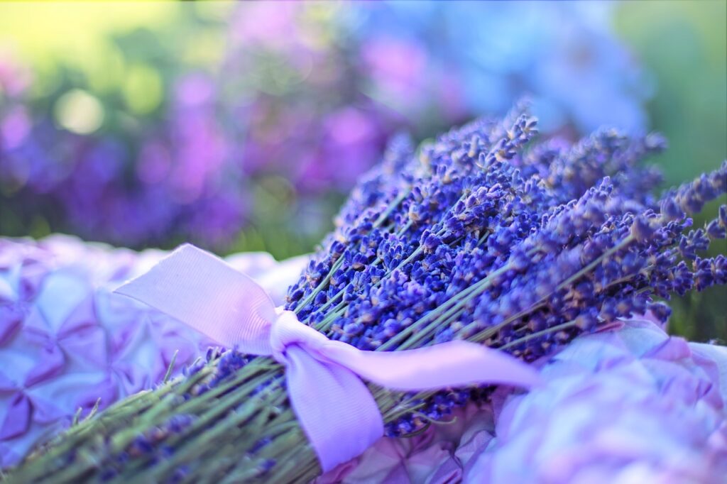 lavande alliée du calme et du sommeil lavande,aromatherapy, nature, calme, apaisante