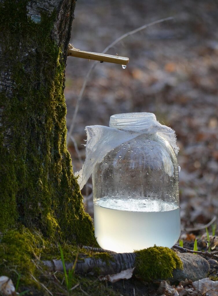 séve de bouleau - detox- soins naturels - naturopathie